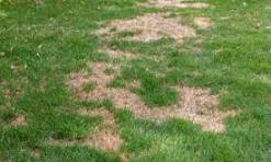 How Fast Can Lawn Fungus Happen in Bradenton Florida?